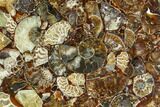 Composite Plate Of Agatized Ammonite Fossils #107336-1